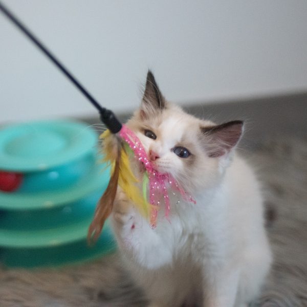 A white and caramel coloured cat with dark ears chewing on a feathery cat toy wand. There is a pale green circular cat toy in the background.