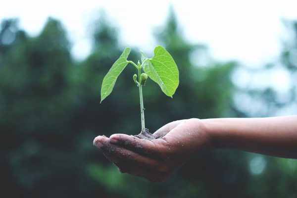 Photo of a hand holding a mound of soil in which a legume plant is growing. There are trees in the blurred background.